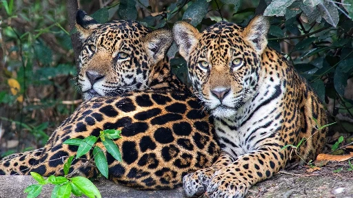 Jaguars